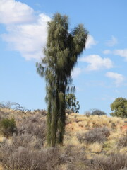 Allocasuarina decaisneana