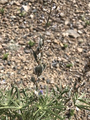 Lupinus argenteus montigenus