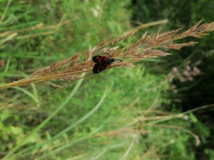 Zygaena angelicae
