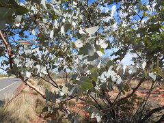 Eucalyptus gamophylla