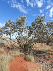 Eucalyptus gamophylla