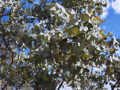 Eucalyptus gamophylla