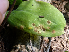 Puccinia mesomajalis