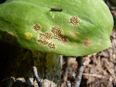 Puccinia mesomajalis
