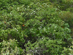 Bonamia dietrichiana