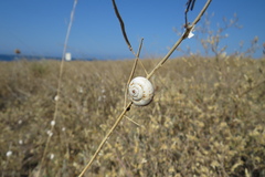 Xeropicta derbentina