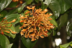 Phanera sirindhorniae