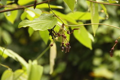 Aristolochia pothieri