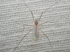 Cheilotrichia