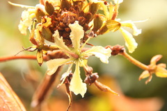 Phanera aureifolia