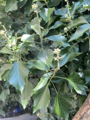 Hedera helix