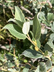 Salix lapponum