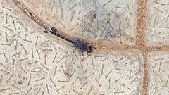 Bradinopyga geminata