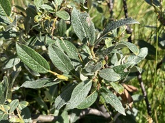 Salix lapponum