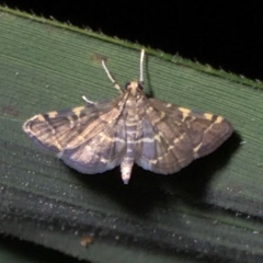 Anageshna primordialis