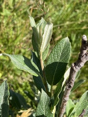 Salix lapponum