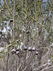 Melaleuca leiocarpa