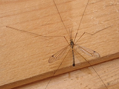 Nephrotoma submaculosa