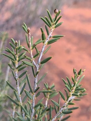 Melaleuca leiocarpa