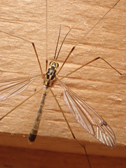 Nephrotoma submaculosa