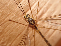 Nephrotoma submaculosa
