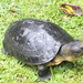 Bornean River Turtle - Photo (c) DENI PARLINDUNGAN, some rights reserved (CC BY-NC), uploaded by DENI PARLINDUNGAN