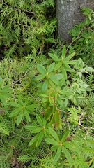 Rhododendron groenlandicum