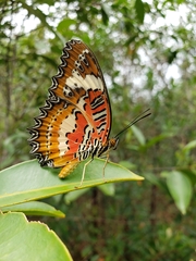 Cethosia cyane