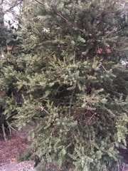 Podocarpus laetus
