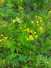 Potentilla longifolia