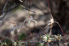 Caladenia varians
