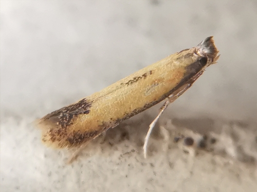 Coptotriche marginea