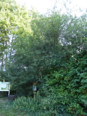 Salix × multinervis