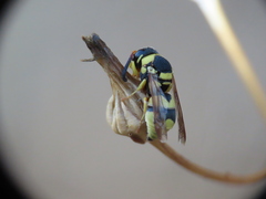 Euodynerus variegatus