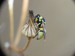 Euodynerus variegatus