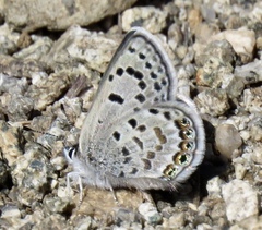 Icaricia shasta