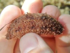 Holothuria impatiens