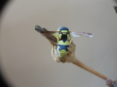 Euodynerus variegatus