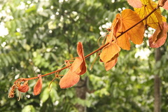 Phanera aureifolia