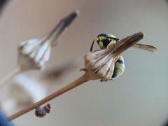 Euodynerus variegatus