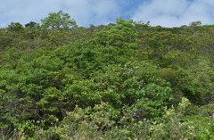 Bonamia dietrichiana