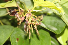 Aristolochia pothieri