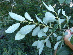 Salix × multinervis