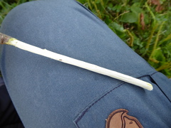 Salix × multinervis