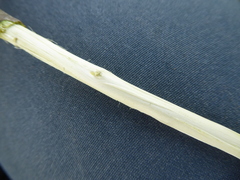 Salix × multinervis