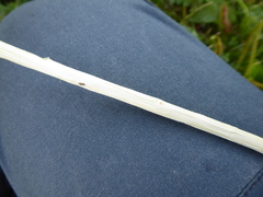 Salix × multinervis