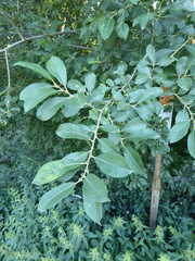 Salix × multinervis