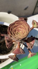 Aeonium