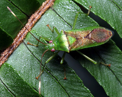 Amblypelta nitida