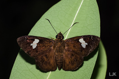 Celaenorrhinus asmara